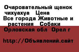 Очаровательный щенок чихуахуа › Цена ­ 40 000 - Все города Животные и растения » Собаки   . Орловская обл.,Орел г.